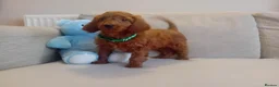 Goldendoodle dogs for sale: Adorable Goldendoodle Puppies - Advert 4