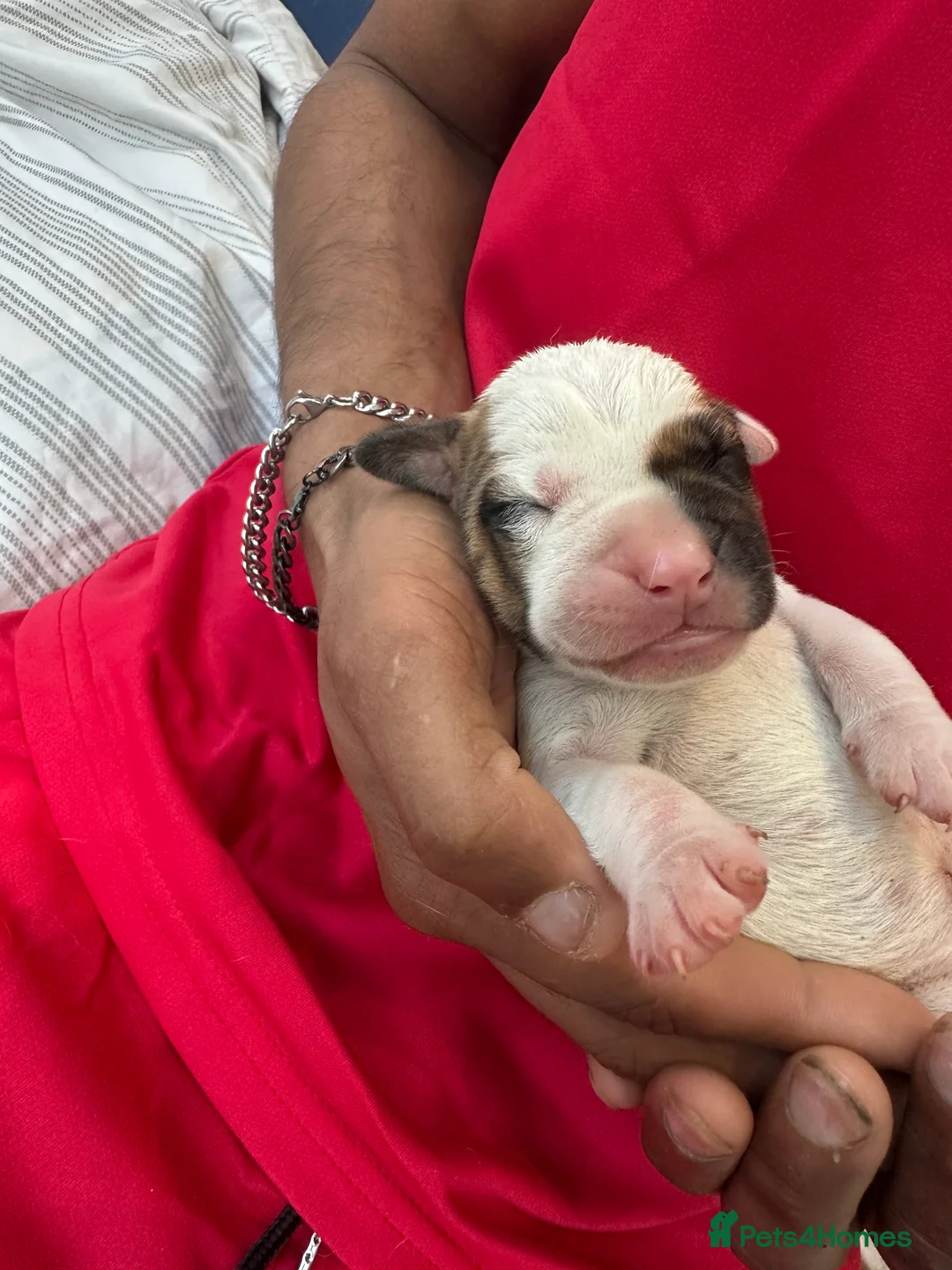 Mixed Breed dogs for sale: Stunning Mastiff puppies - Advert 2