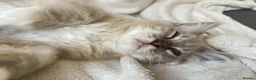 Ragdoll cats for sale: TICA Registered Males Available  - Advert 14