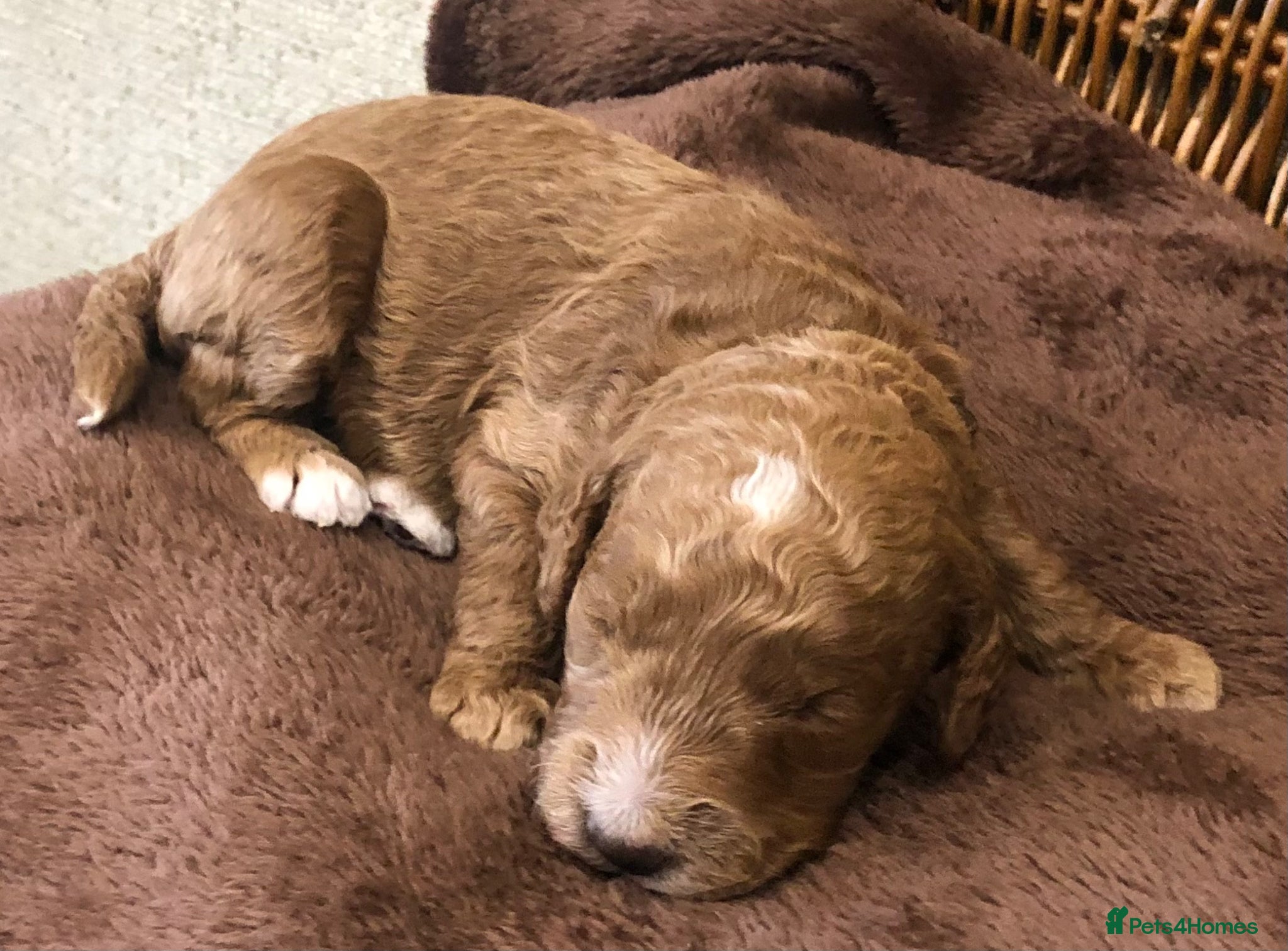 Double Doodle dogs Sunning littler of Australian Double Doodles - Advert 1
