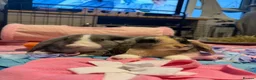 English Lop rabbits for sale: Bluey and bingo sisters - Advert 5