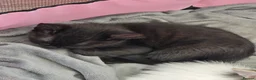 Domestic Shorthair cats for sale: Two female and one male kittens  - Advert 10