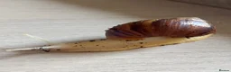 Snails invertebrates for sale: Giant African albino land snails  - Advert 10