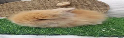 Lionhead rabbits for sale: Double Mane Lionheads - Advert 3