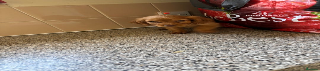 Cockapoo Puppy 6