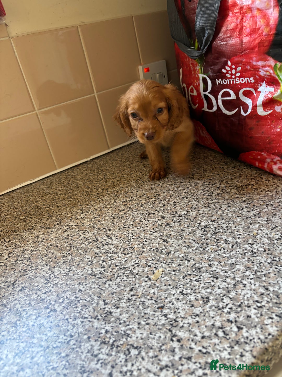 Cockapoo dogs for sale: Cockapoo puppies  - Image 4