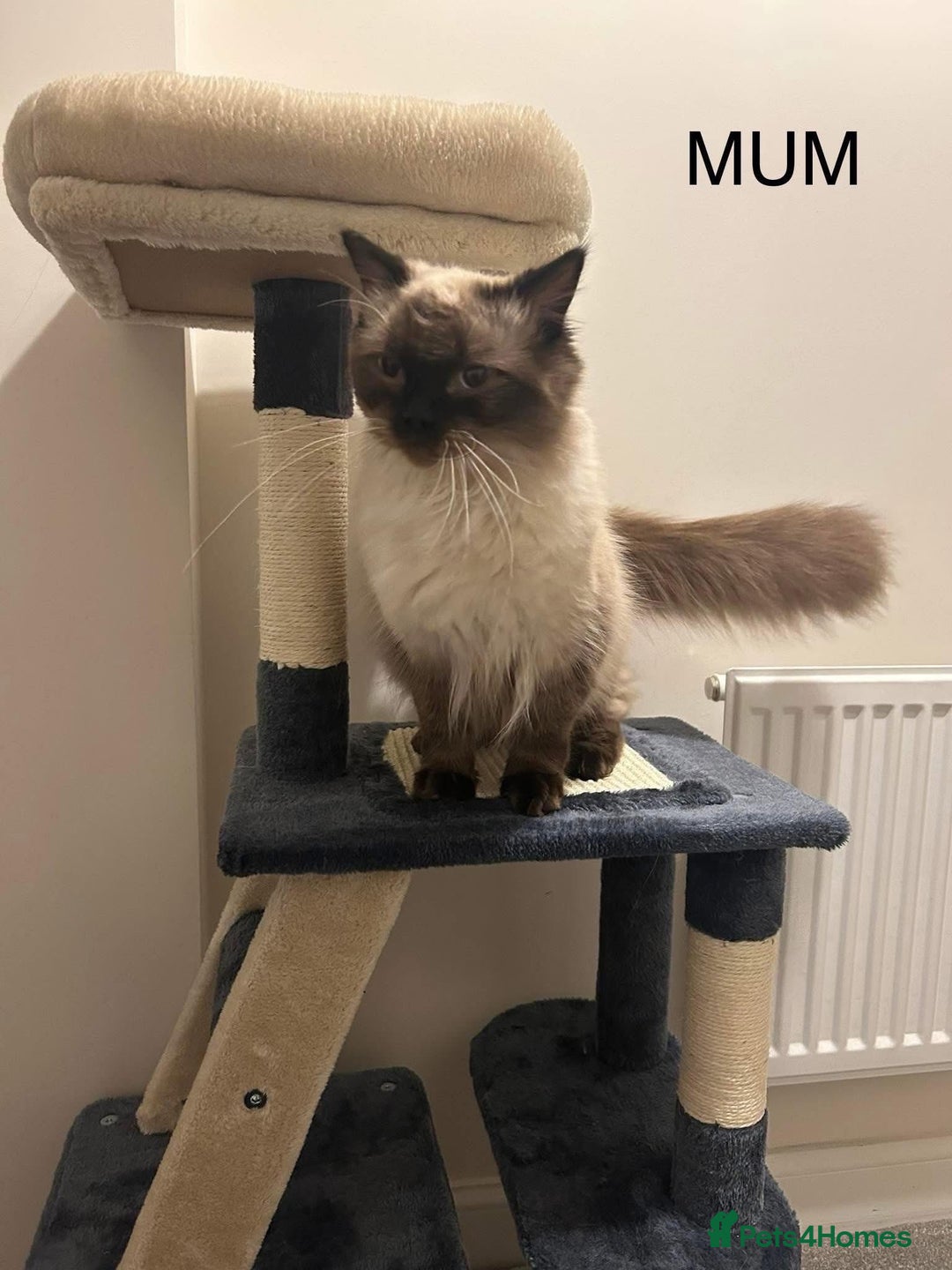 Ragdoll cats for sale: 💞 RAGDOLL Kittens Ready 13th August GrCh Blood - Image 16
