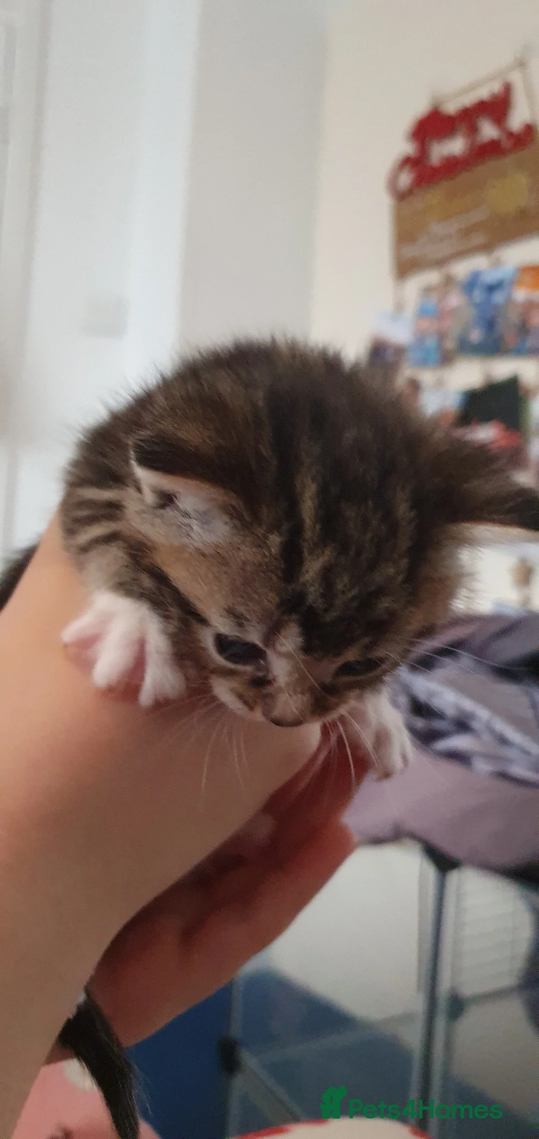 Ragdoll cats for sale: Tabby ragdoll x - Advert 6