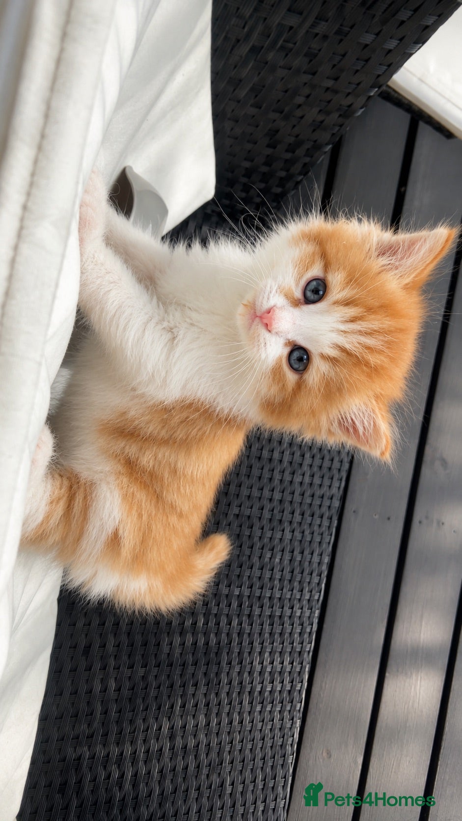 Munchkin cats British shorthair munchkin kitten   - Advert 6