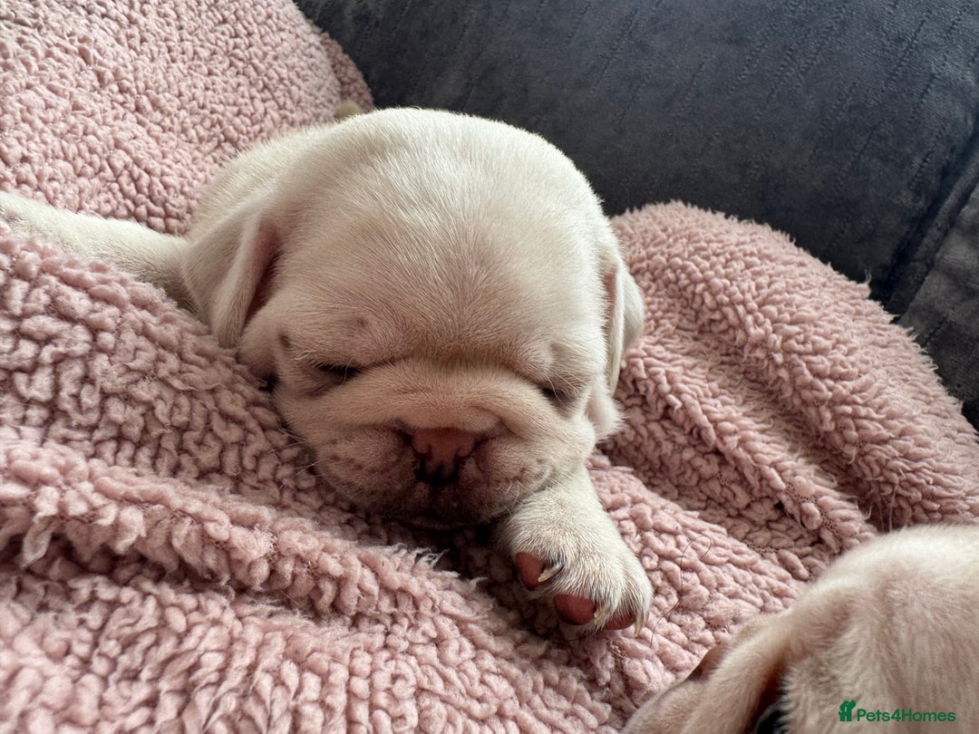 Pug dogs for sale: Beautiful Pug Puppies Male 10weeks old - Image 15
