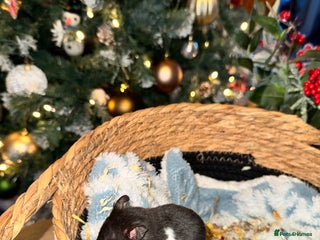 Hamster rodents Baby hamsters - Advert 5