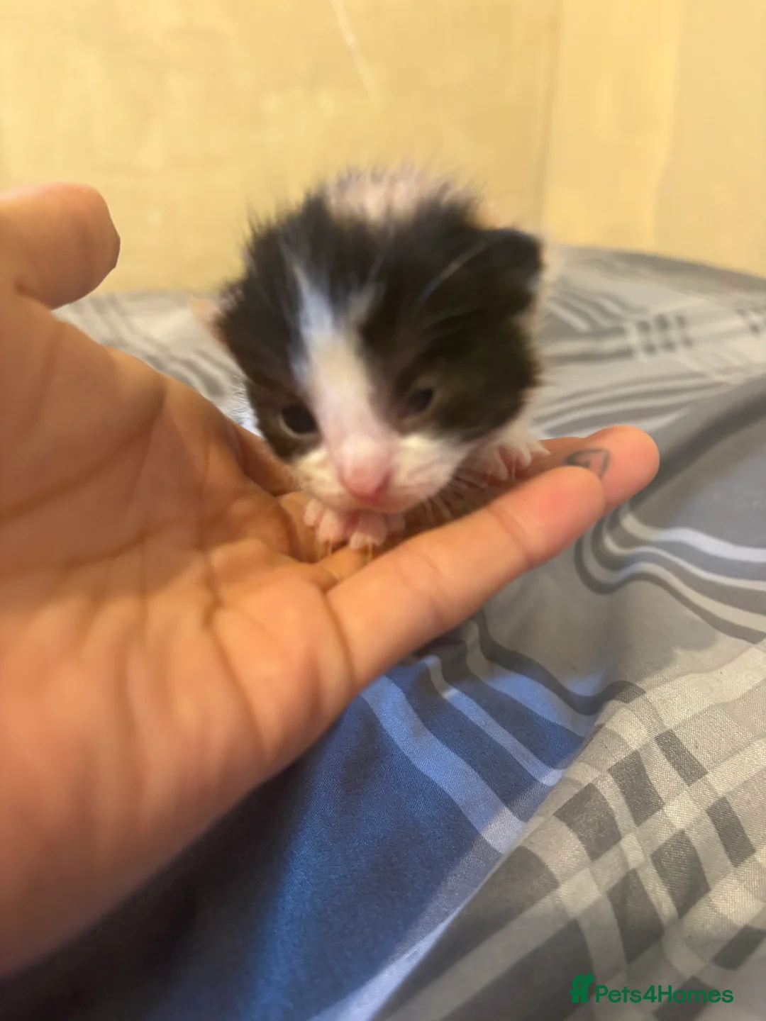 Mixed Breed cats for sale: Kittens  - Advert 6