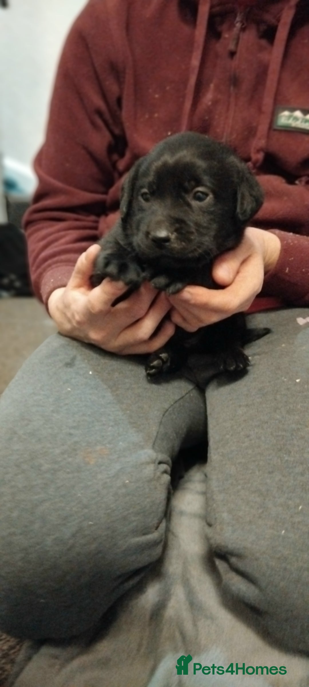 Labrador Retriever dogs for sale: Gorgeous KC registered Labrador puppies  - Advert 11