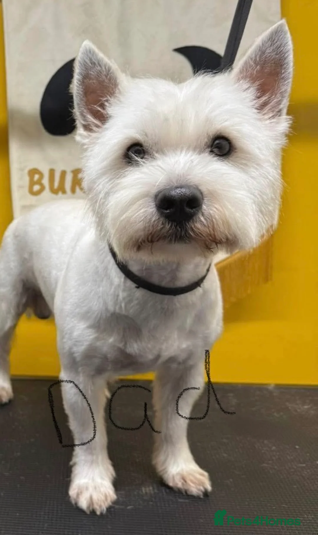 West Highland Terrier dogs for sale: Gorgeous West Highland White Pups ONE GIRL LEFT - Advert 25