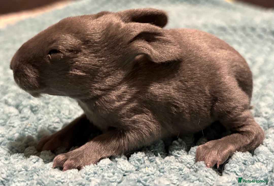 Rex rabbits for sale: Two beautiful rabbit litters - Image 22