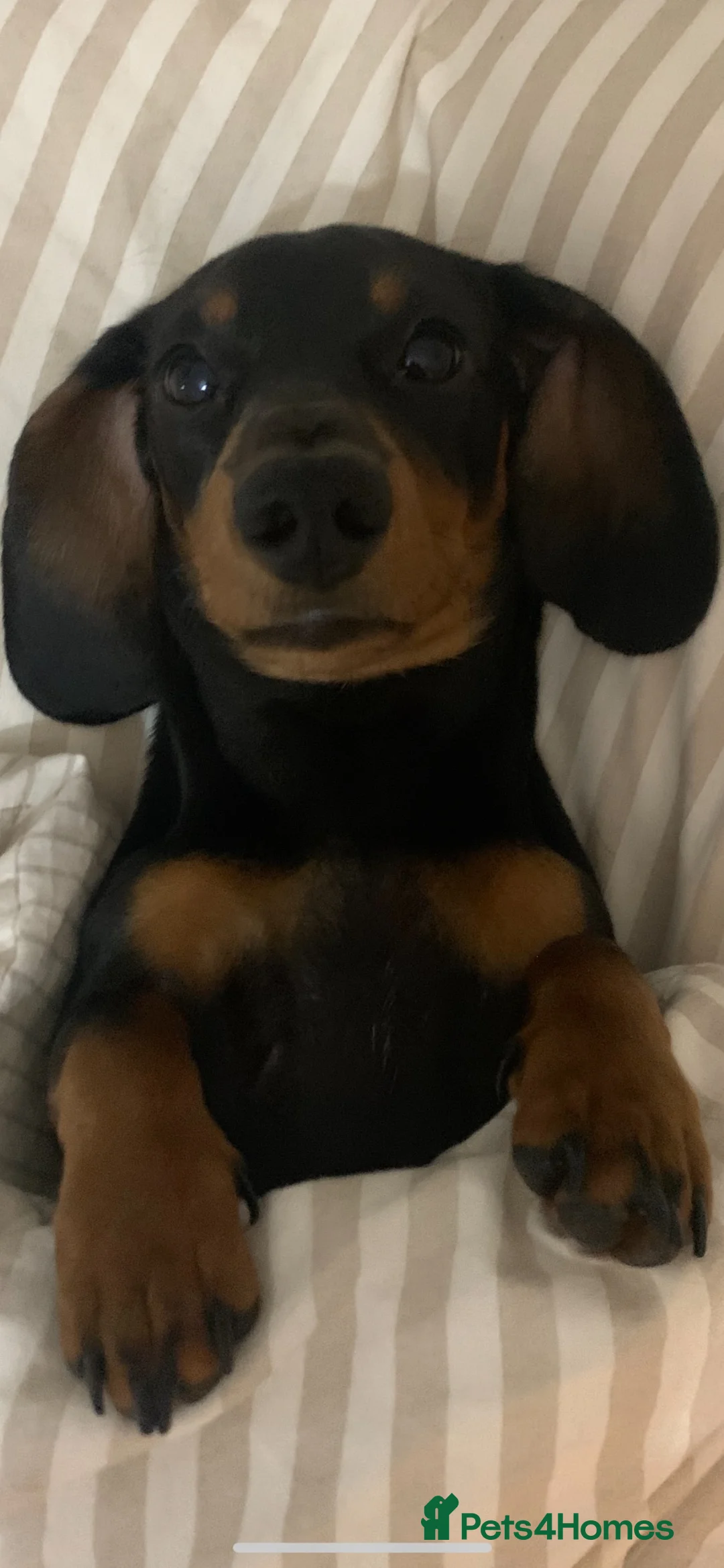 Miniature Dachshund dogs for sale: 8 Month Male Daschund For Sale in Leeds - Advert 5