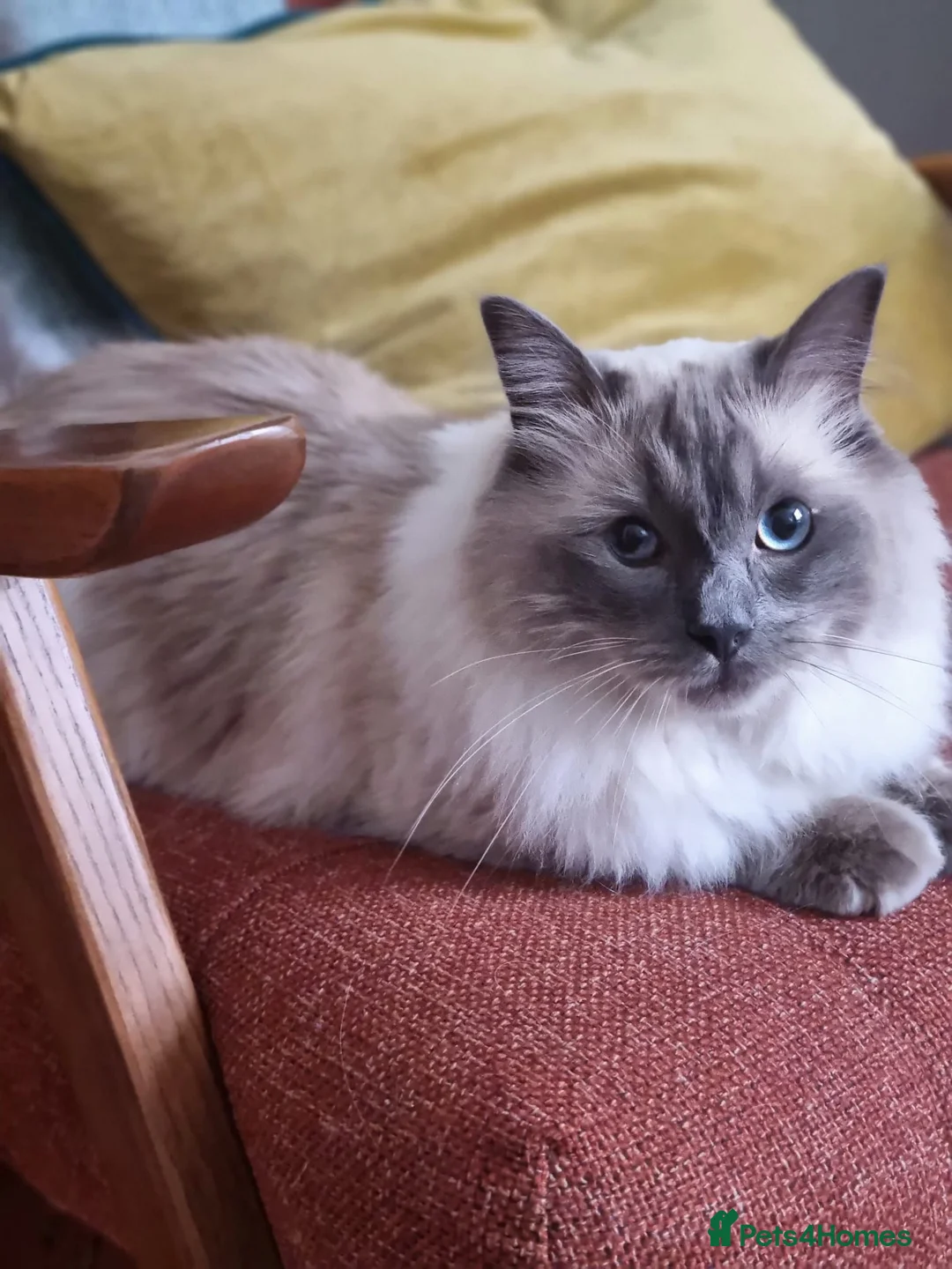Ragdoll cats for sale: Male Pure Ragdoll - Advert 1