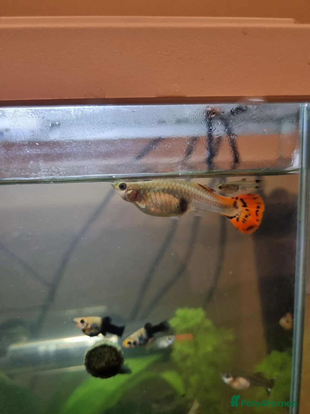 Live Bearers fish for sale: Dragon and Cobra Tail Guppies for sale in Bury - Advert 2