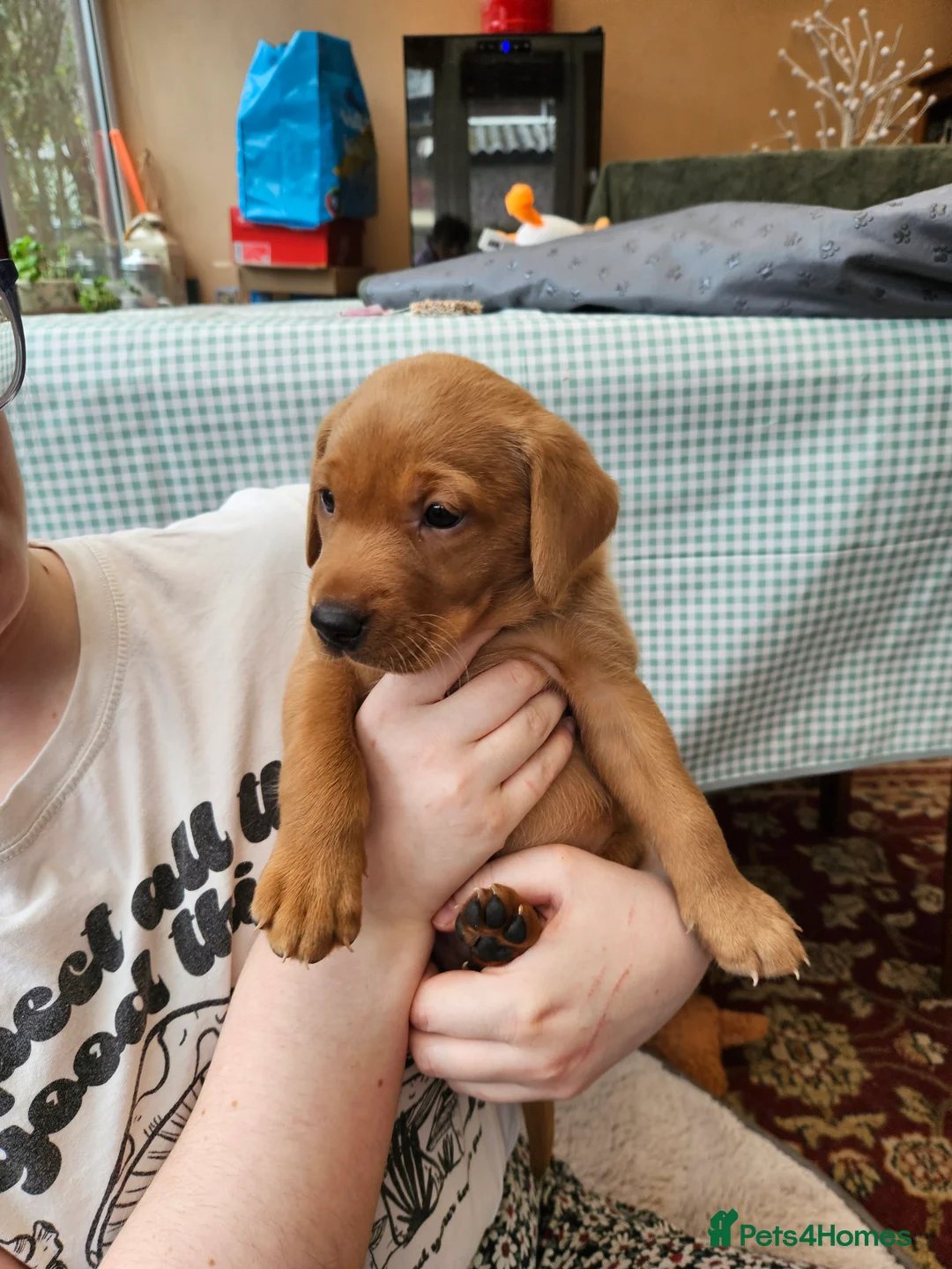 Labrador Retriever dogs for sale: Fox Red Labrador puppies  - Advert 1