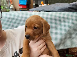 Labrador Retriever dogs Fox Red Labrador puppies - Advert 2