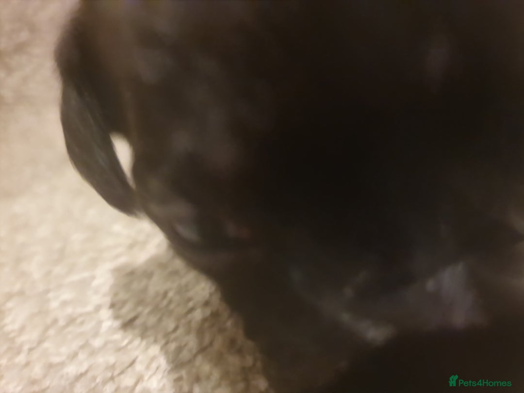 Staffordshire Bull Terrier dogs for sale: Staffordshire Bull Terrior Pups - 9 in total. - Image 18
