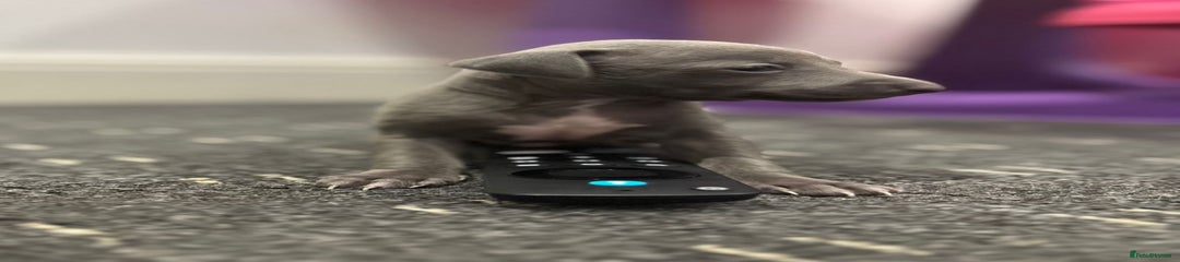 Italian Greyhound Puppy 1