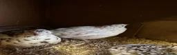 Quail poultry for sale: 4 laying Quails  in Bridgend - Advert 3