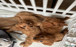Cavapoo dogs for sale: Beautiful Cavapoo Puppies - Image 4