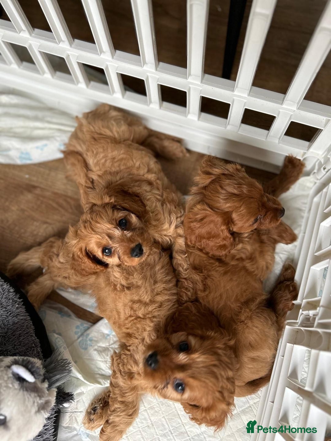 Cavapoo dogs for sale: Beautiful Cavapoo Puppies - Image 4