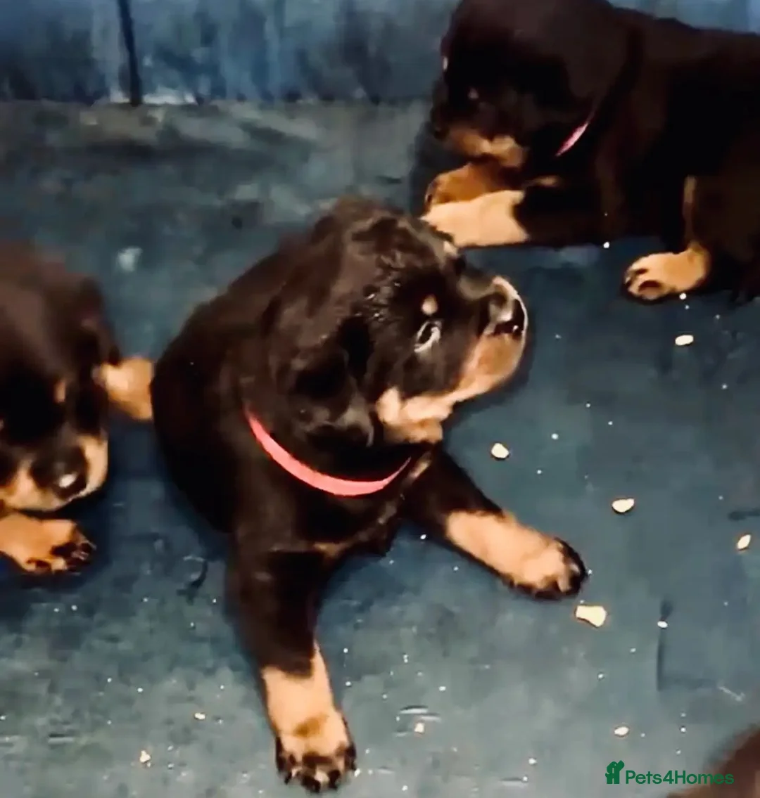 Rottweiler dogs for sale: ⊞⊞super Classic Family Companion pups⊞⊞ in Worthing - Advert 2