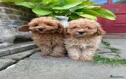 Toy Poodle dogs for sale: Top Quality KC Reg Red/Apricot Toy Poodles - Image 5
