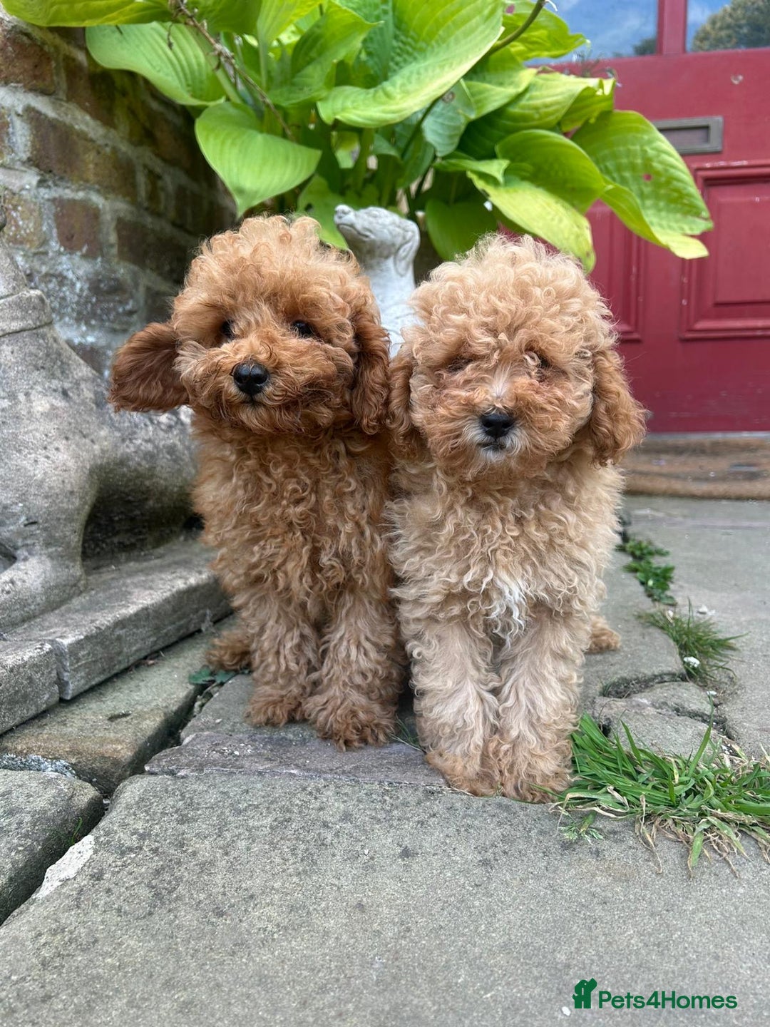 Toy Poodle dogs for sale: Top Quality KC Reg Red/Apricot Toy Poodles - Image 5
