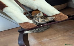 British Shorthair cats for sale: Beautiful British short hair  - Image 10