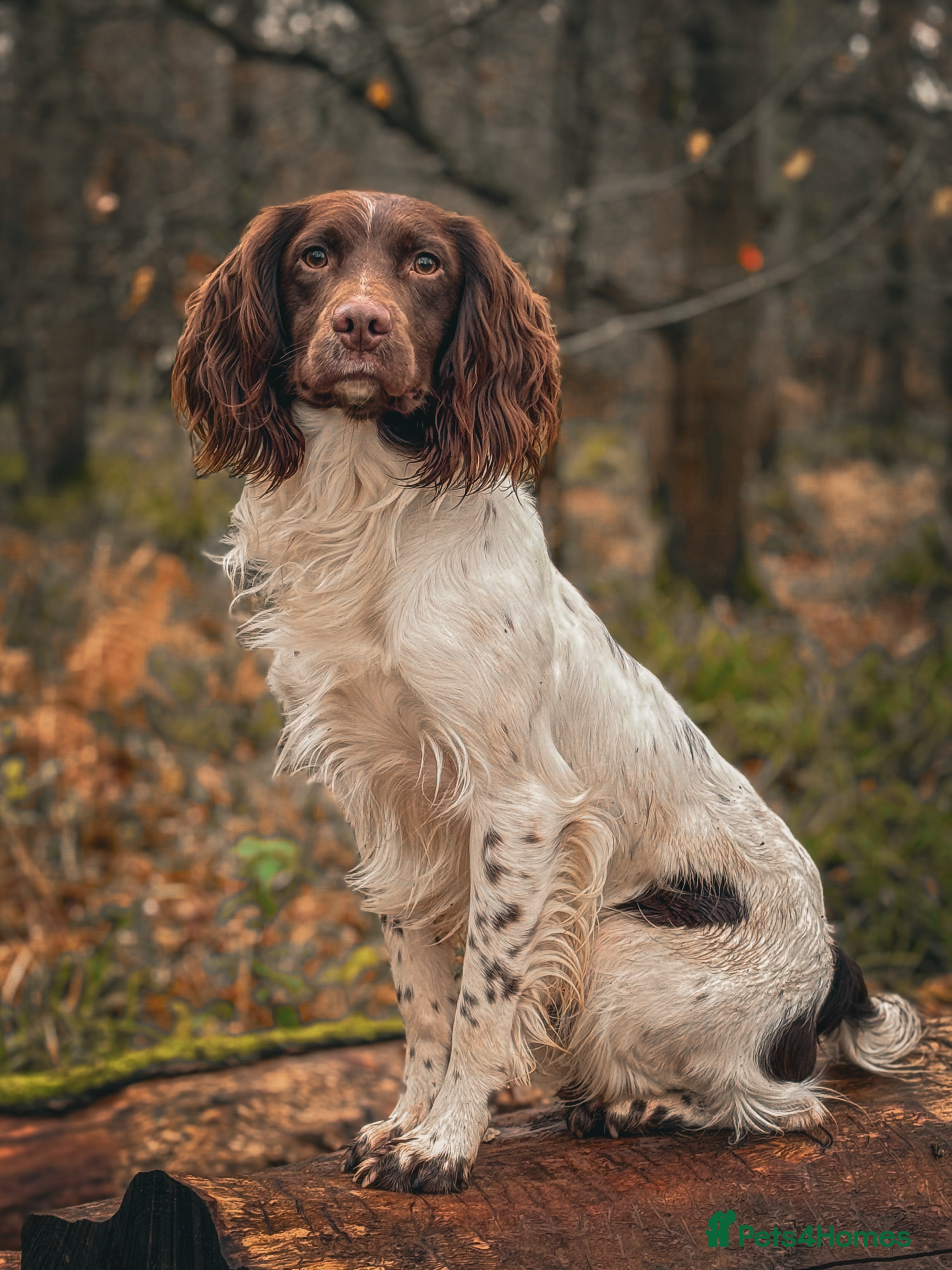 English Springer Spaniel dogs Health tested working springer spaniel for stud in Bury Saint Edmunds - Advert 5