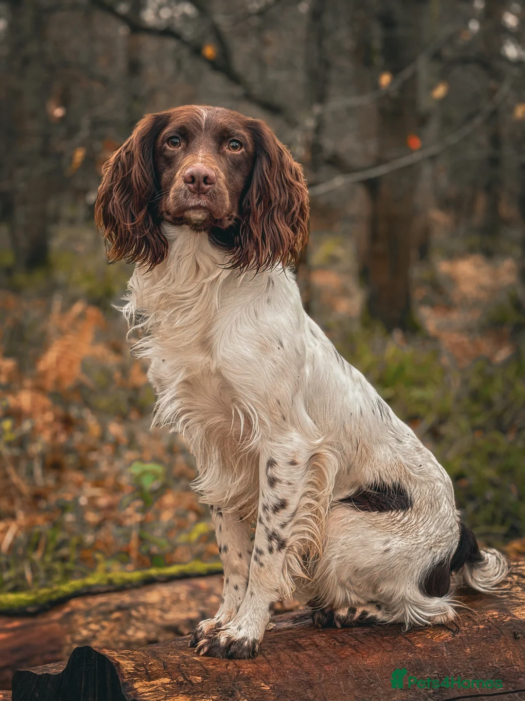 English Springer Spaniel dogs for stud: Health tested working springer spaniel for stud in Bury Saint Edmunds - Advert 1