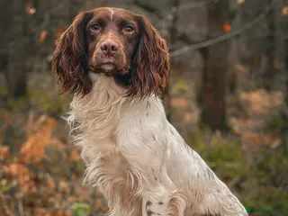 English Springer Spaniel dogs Health tested working springer spaniel for stud in Bury Saint Edmunds - Advert 5