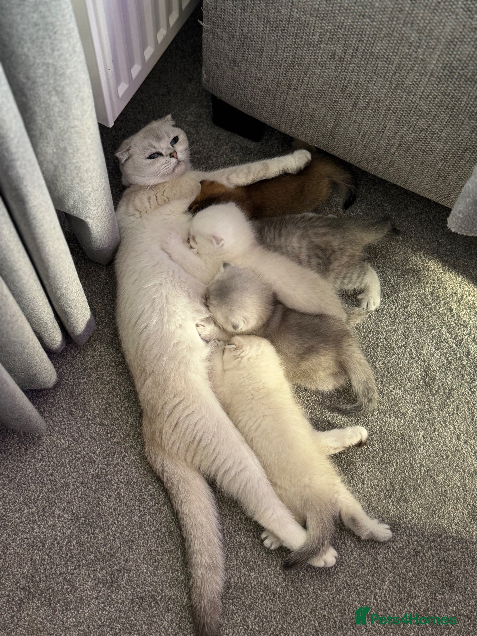 Scottish Fold cats Scottish fold - Chinchilla & Blue Point - Advert 2