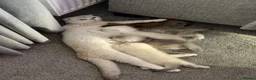 Scottish Fold cats for sale: Scottish fold - Chinchilla & Blue Point - Advert 1