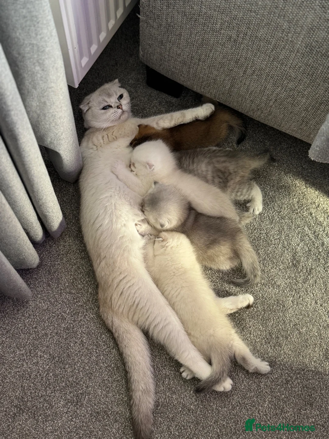Scottish Fold cats for sale: Scottish fold - Chinchilla & Blue Point - Advert 1