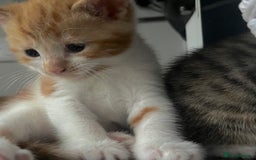 Mixed Breed cats for sale: 3 little kittens  - Image 3