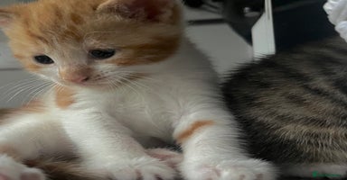 Mixed Breed cats - Advert 7