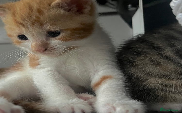 Mixed Breed cats - Advert 10