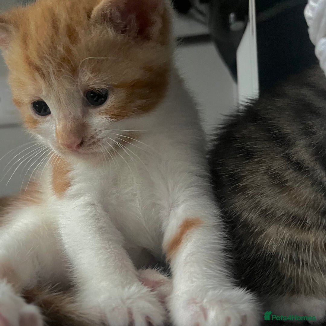 Mixed Breed cats for sale: 3 little kittens  - Image 3