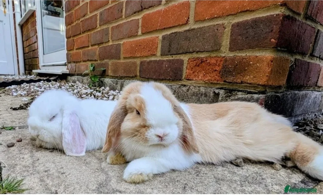 Mini Lop rabbits for sale: Two Beautiful Pure Bred Mini Lop Rabbits For Sale  - Advert 3