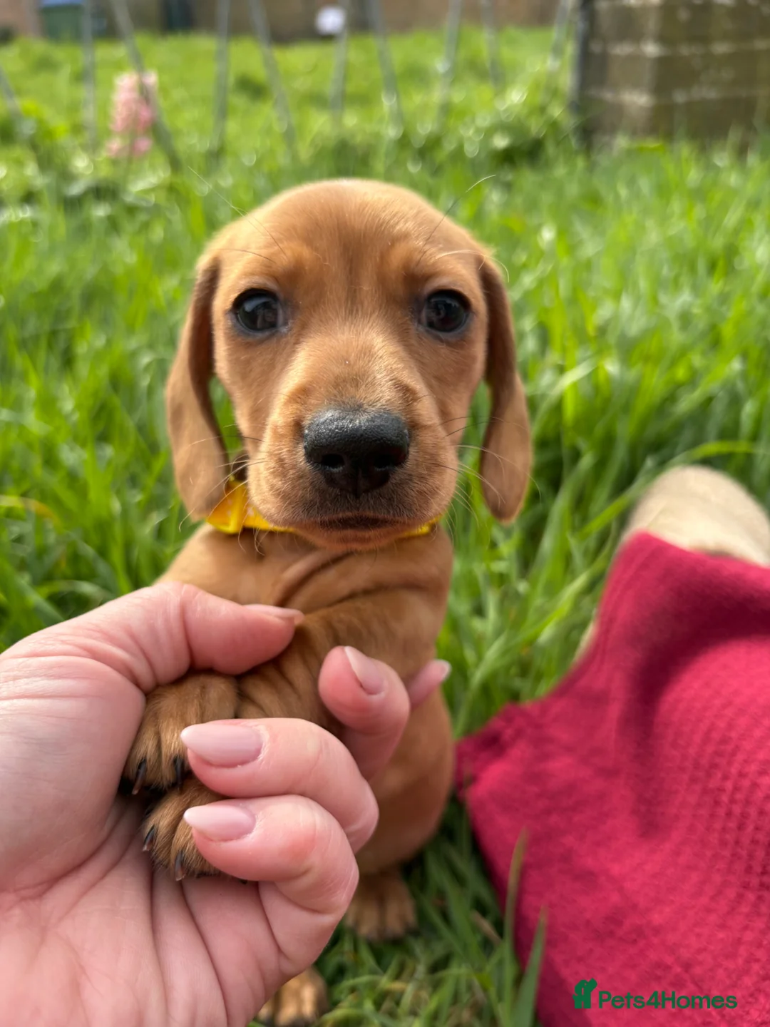 Miniature Dachshund dogs for sale: Miniature dachshund - Advert 1