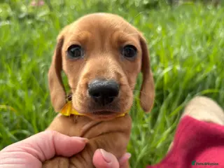 Miniature Dachshund dogs Miniature dachshund - Advert 1