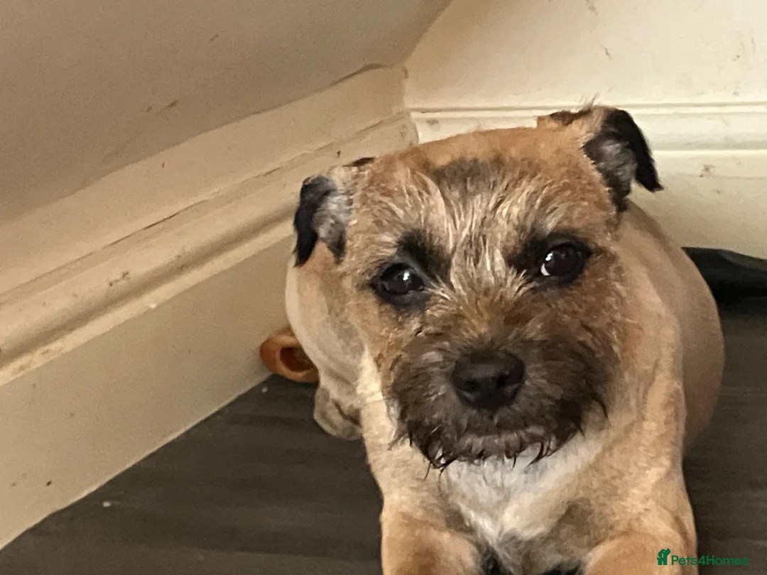 Border Terrier dogs for sale: 3 Beautiful KC registered border terriers - Advert 1