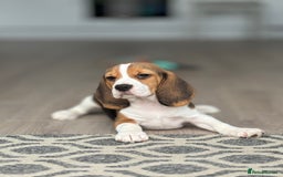 Beagle dogs for sale: STUNNING KC 5GEN TRI COLOUR BEAGLE PUP - Image 3