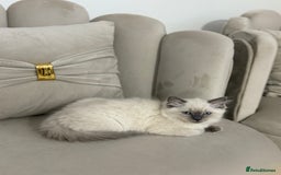 Ragdoll cats for sale: Ragdoll for sale  - Image 2