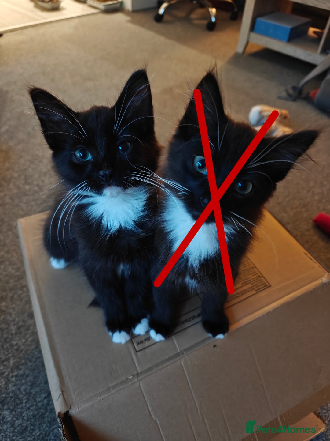 Domestic Shorthair cats for sale: Loving kittens - Image 9